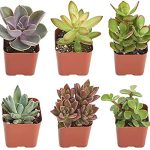 Shop Succulents Collection of Succulent Plants