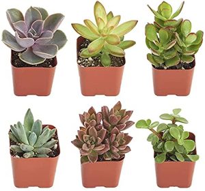 Shop Succulents Collection of Succulent Plants