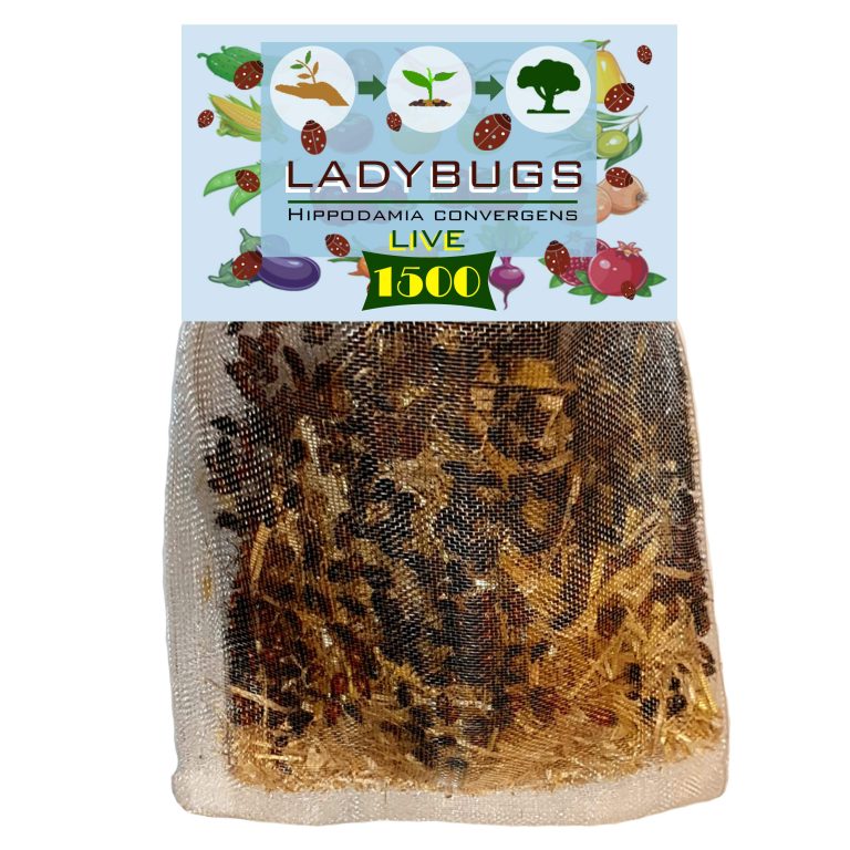 1500 Live Ladybugs