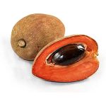 Fresh Mamey Sapote Set of 3