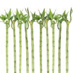 Lucky Bamboo Stalks