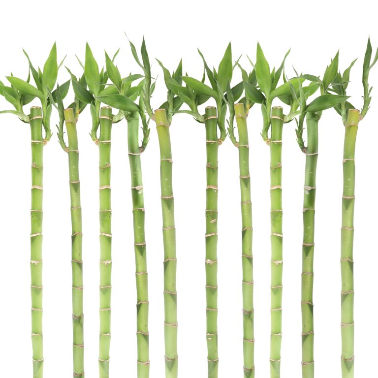 Lucky Bamboo Stalks