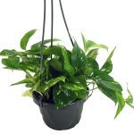 Golden Devils Ivy Pothos Epipremnum