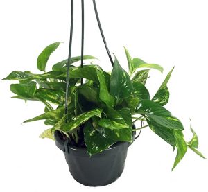 Golden Devils Ivy Pothos Epipremnum