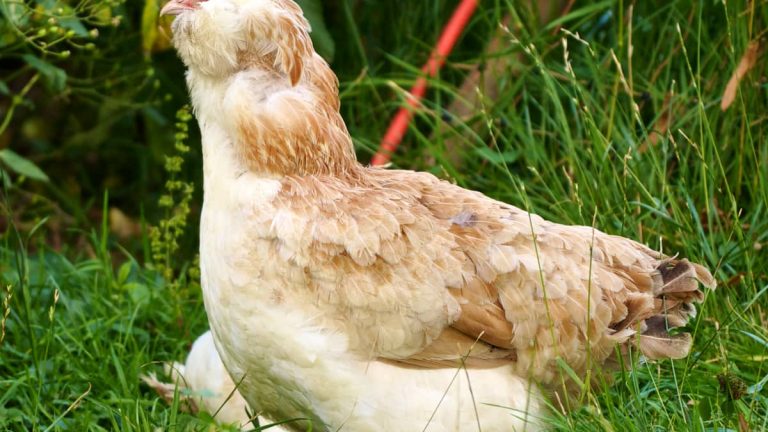 Emoin Electronic Lighting and Recording Mimicking Bird