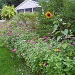 Wildflower Seeds Perennial Bulk Planting