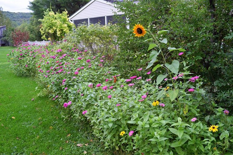 Wildflower Seeds Perennial Bulk Planting