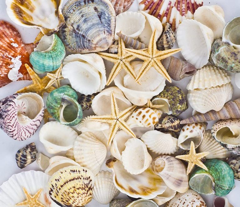 Sea Shells Mixed Beach Seashells