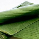 Fresh Banana Leaves