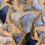 Genuine Megalodon Fossil Shark Tooth