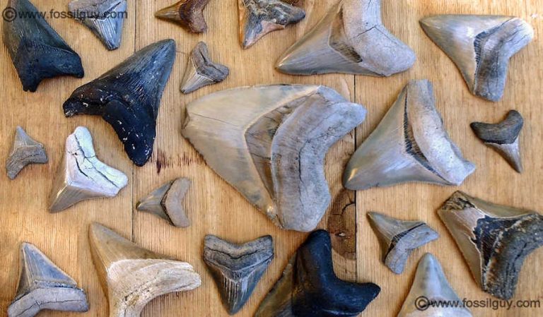 Genuine Megalodon Fossil Shark Tooth