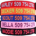 GoTags Personalized Dog Collar with Embroidered Name and Phone Number