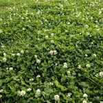 Outsidepride White Dutch Clover Seed