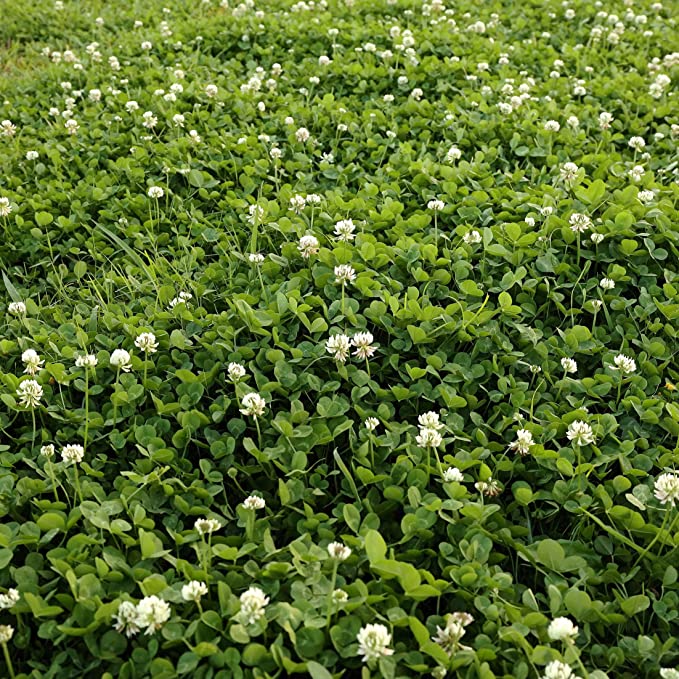 Outsidepride White Dutch Clover Seed