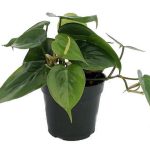 Heart Leaf Philodendron