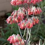 Mother of Thousands (Kalanchoe Daigremontiana) Mexican Succulent