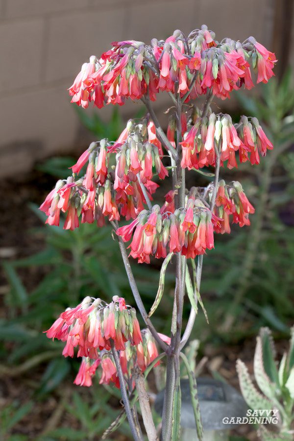 Mother of Thousands (Kalanchoe Daigremontiana) Mexican Succulent