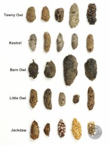 Barn Owl Pellets