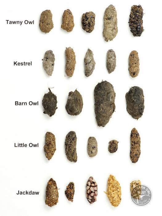 Barn Owl Pellets