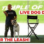 Cesar Millan Leash Training for Regular Dogs