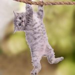 Hang There Cat Poster Motivational