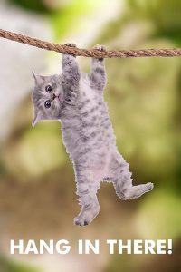 Hang There Cat Poster Motivational