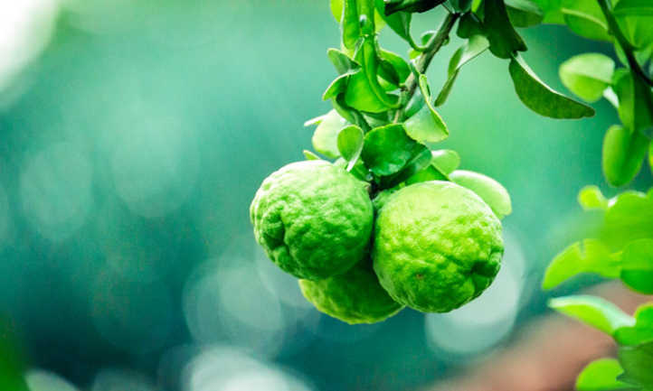 Kaffir Leaves Citrus Hystrix Makrut