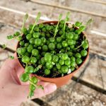 String of Pearls Succulents Senecio Rowleyanus