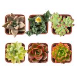 Succulent Plants Fully Rooted in Planter Pots with Soil